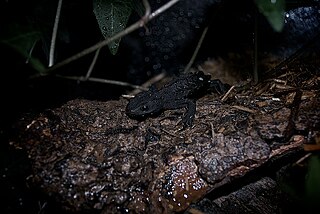 Wenxian knobby newt Species of salamander