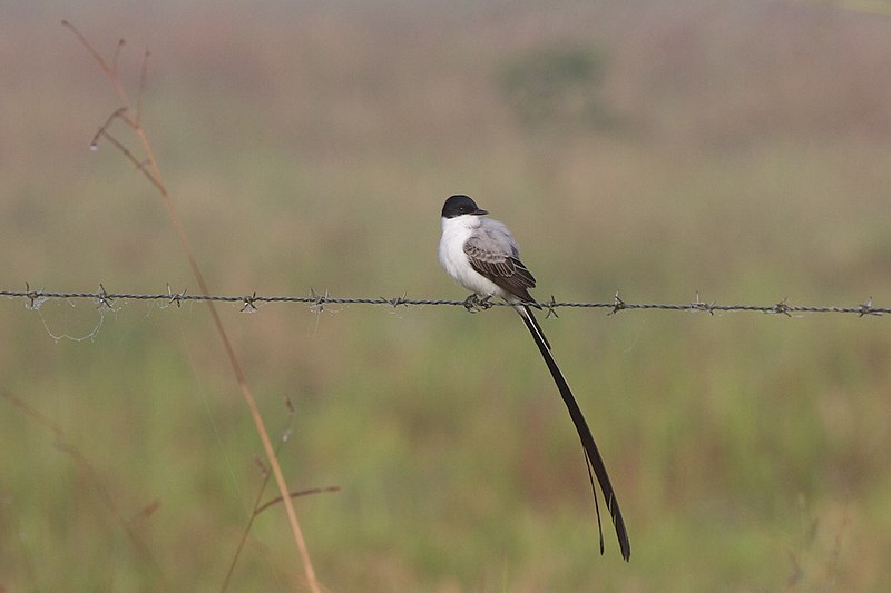 File:Tyrannus savana -Belize -male-8.jpg