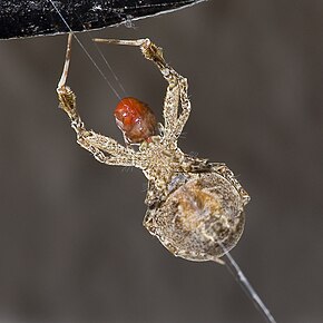 Popis obrázku Uloborus plumipes bottom.jpg.