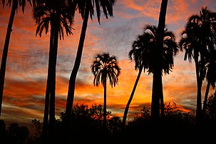 Parque Nacional El Palmar en Entre Ríos