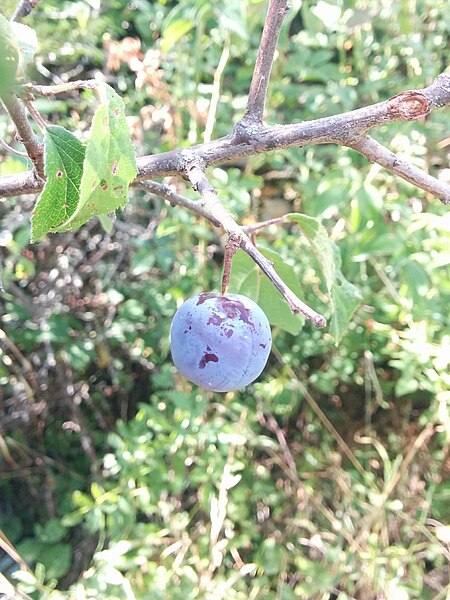 File:Une prune locale.jpg