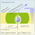 Uniporto attivo (ATP → ADP + Pi)