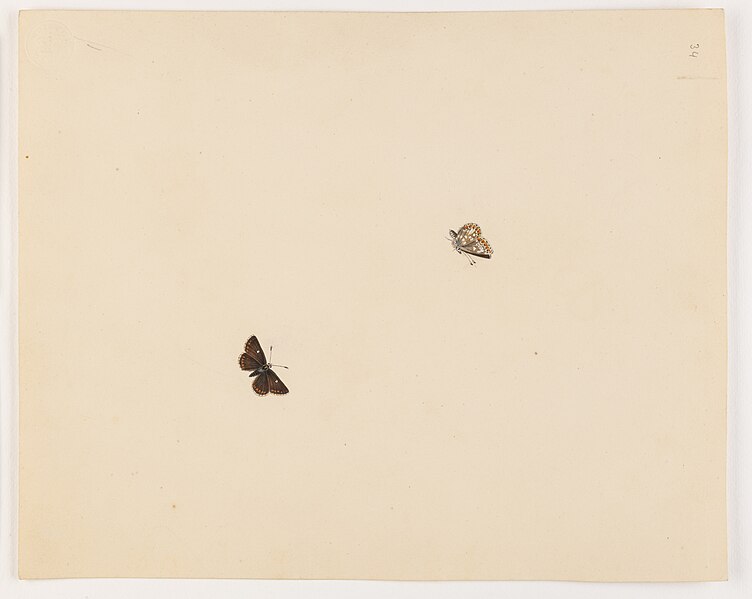 File:Untitled moth butterfly - Miss Harris - 84 1931 34.jpg