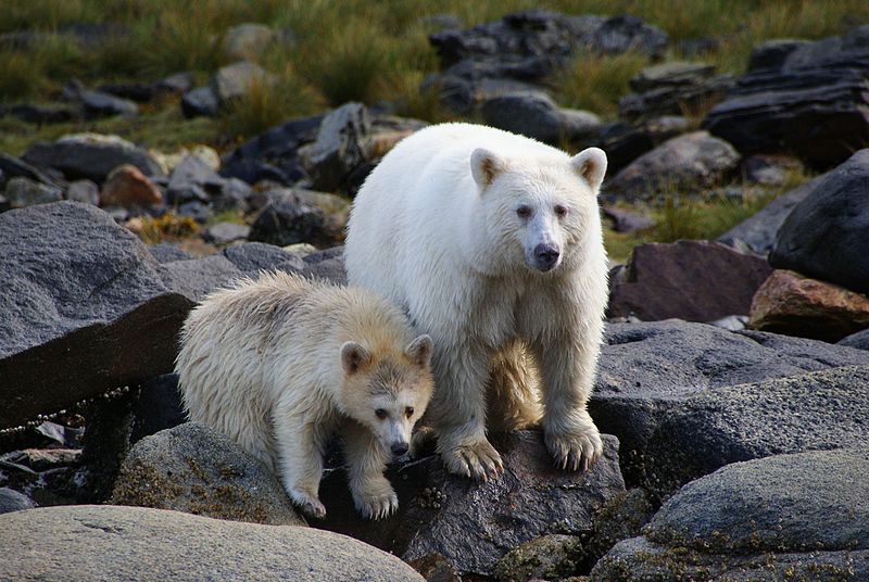 File:Ursus americanus kermodei, Spirit Bear Lodge, Klemtu, BC 2.jpg