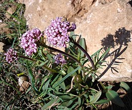 Valeriana tuberosa