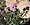 Valeriana tuberosa.jpg
