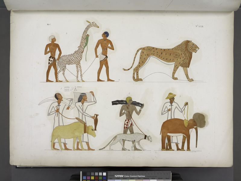 File:Varie specie di animali quadrupedi (NYPL b14291206-425512).tiff