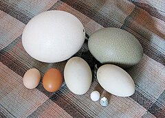Eggs of ostrich, cassowary, chicken, flamingo, pigeon and blackbird