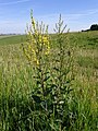 Verbascum chaixii subsp. austriacum