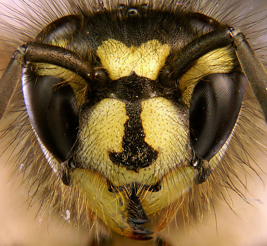 Голова осы обыкновенной (Vespula vulgaris)