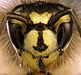 221 Commons:Picture of the Year/2011/R1/Vespula vulgaris portrait.jpg