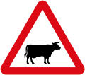 Cattle