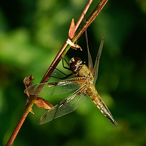 Libellula quadrimaculata (Four-spotted Chaser)