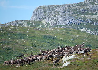 <span class="mw-page-title-main">Blefjell</span> Mountain area in Buskerud/Telemark, Norway