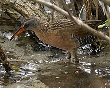 A virginia rail standing in marsh waters