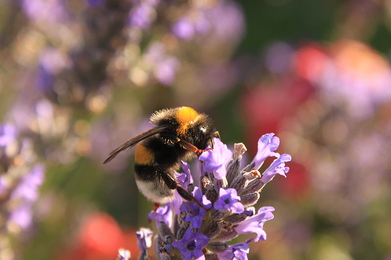 File:W1728-BombusTerrestris+LavandulaAngustifolia 49753.JPG