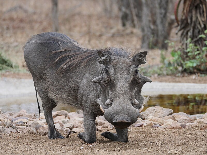 File:Warthog at Breakfast (30879889028).jpg