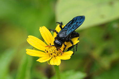 Unidentified Scoliidae