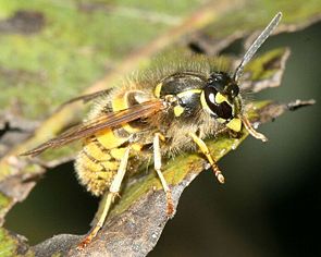 Gemeine Wespe (Vespula vulgaris)