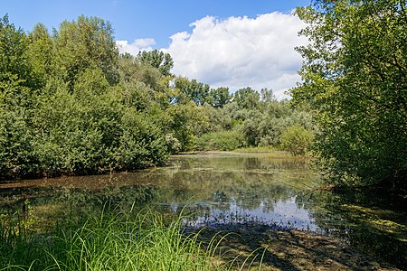 Wetland Weiherwald Karlsruhe