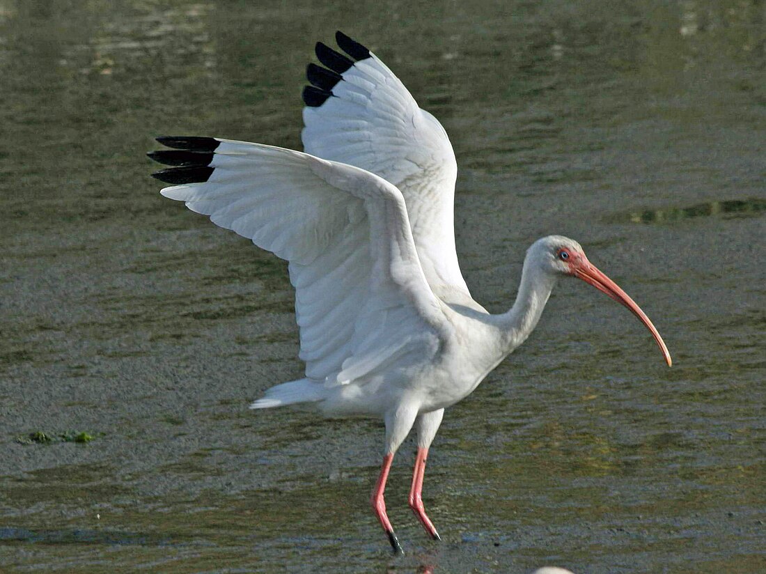 Ibis gwyn