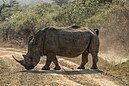 White rhinoceros