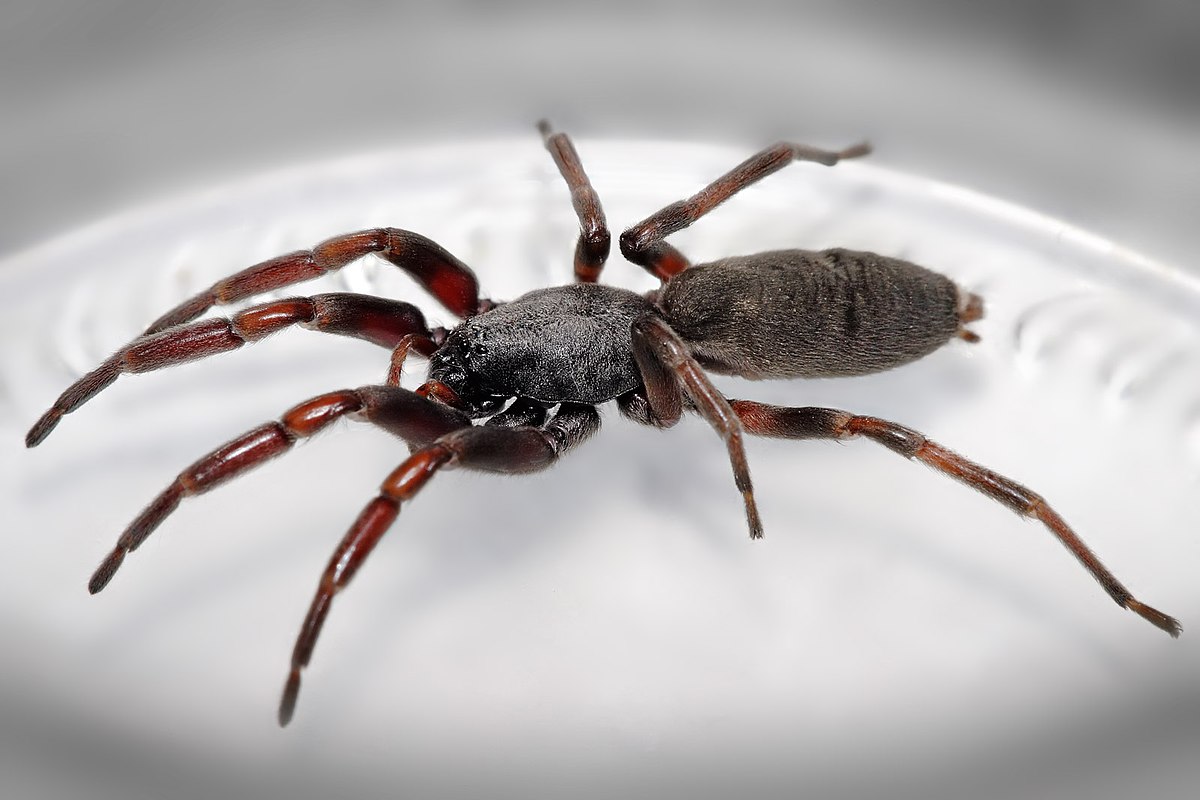 European biting spider (suspected Wolf spider) and treatment. Top and