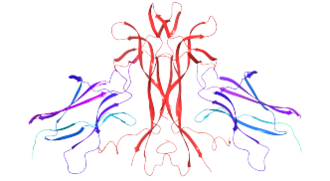 TRKA receptor domain 5 (purple) bound to NGF (red) Wikipedia trka.png