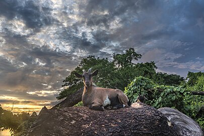 Une chêvre sauvage allongée sur une souche d'arbre sous des nuages colorés au lever du soleil à Don Kek, près de Don Det. Juin 2023.