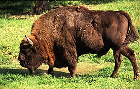 Zimbru în Pădurea Białowieża