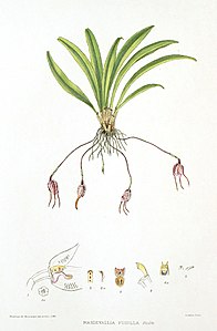 Masdevallia pusilla Dracula pusilla