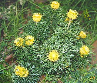 Fortune Salaire Mensuel de Isopogon Combien gagne t il d argent ? 10 000,00 euros mensuels