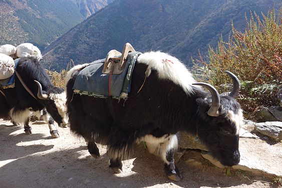 Working yaks in the Everest region of Nepal