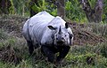 Indian rhinoceros (Indian subcontinent)