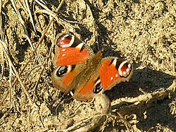 Image:Xirimbao.Teo.Galiza.10-02-2008_Bolboreta.jpg