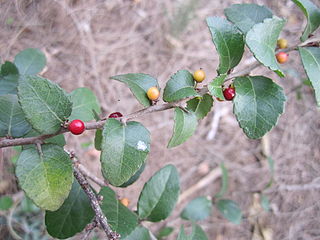 <i>Xylosma flexuosa</i> Species of flowering plant