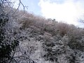 Frost on trees near the top of Mount Yajuro (12/2008)