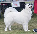 Yakutian Laika, white & black