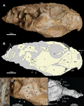 Miniatuur voor Bestand:Yamaceratops MPC-D 100 553 skull (1).png