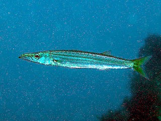 <span class="mw-page-title-main">Japanese barracuda</span> Species of fish