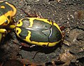 Yellow-bellied Beetle