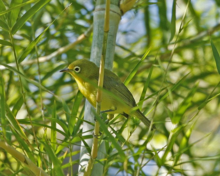 File:Yellow-bellied White-eye (Zosterops chloris).jpg