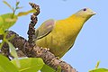 Yellow-footed green pigeon in Patiala, India