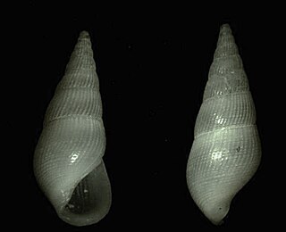 <i>Zebinella elegantula</i> Species of gastropod