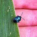 Imago sur une feuille de maïs en Nord Gironde.