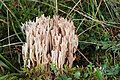 !Ramaria gracilis!