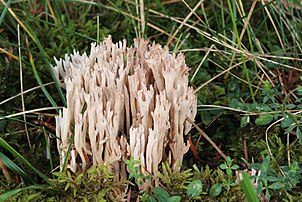 Ramaria gracilis, champignon basidiomycète de la famille des gomphacées. (définition réelle 3 000 × 2 008)