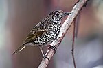 Thumbnail for File:Zoothera lunulata - Southwest National Park.jpg