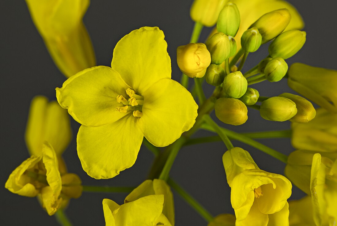 File:(MHNT) Brassica napus - Flower.jpg