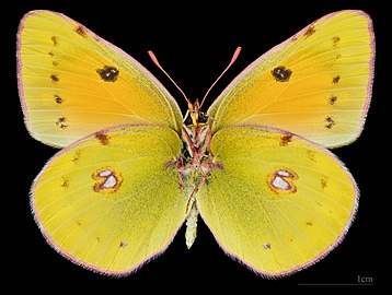 (MHNT) Colias myrmidone myrmidone - Stara Tura Slovaquie - female ventral.jpg